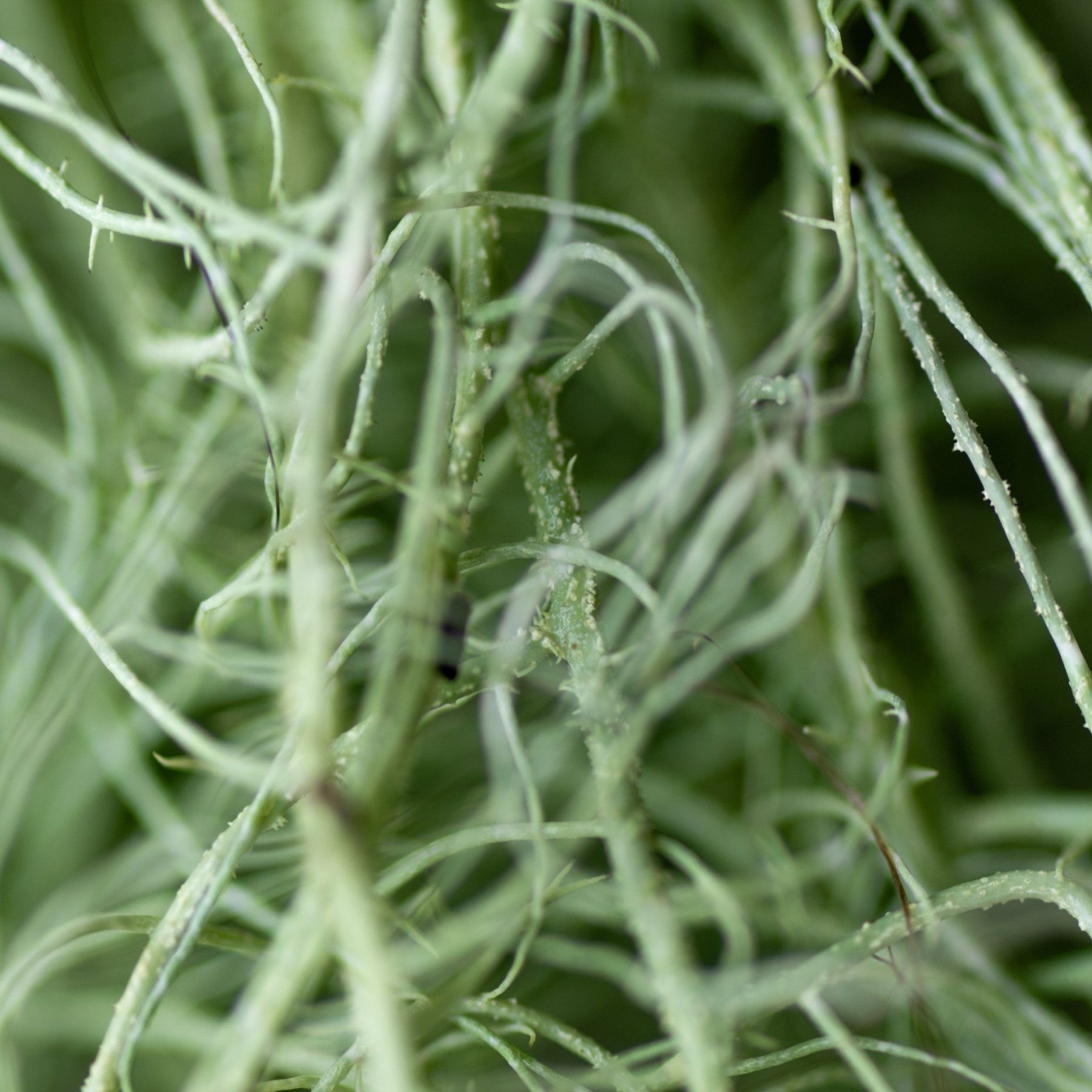 vitamine d3 vegetale image ingredient