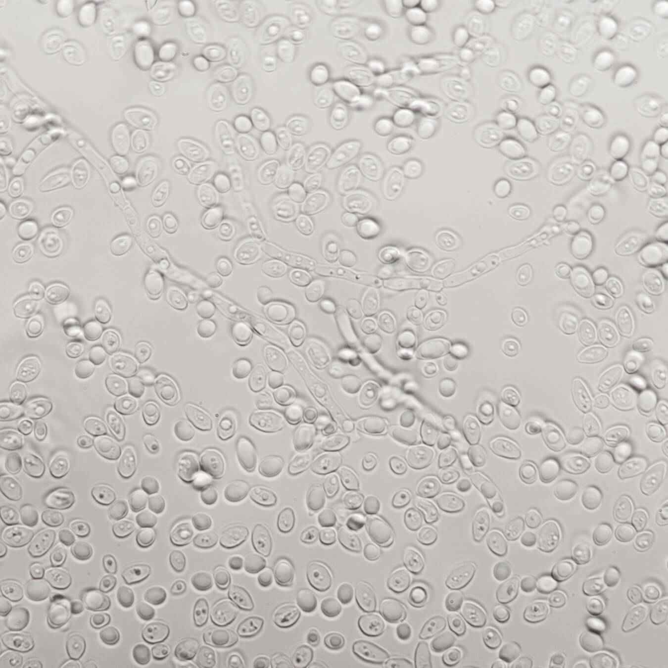 vitamine k2mk7 image ingredient