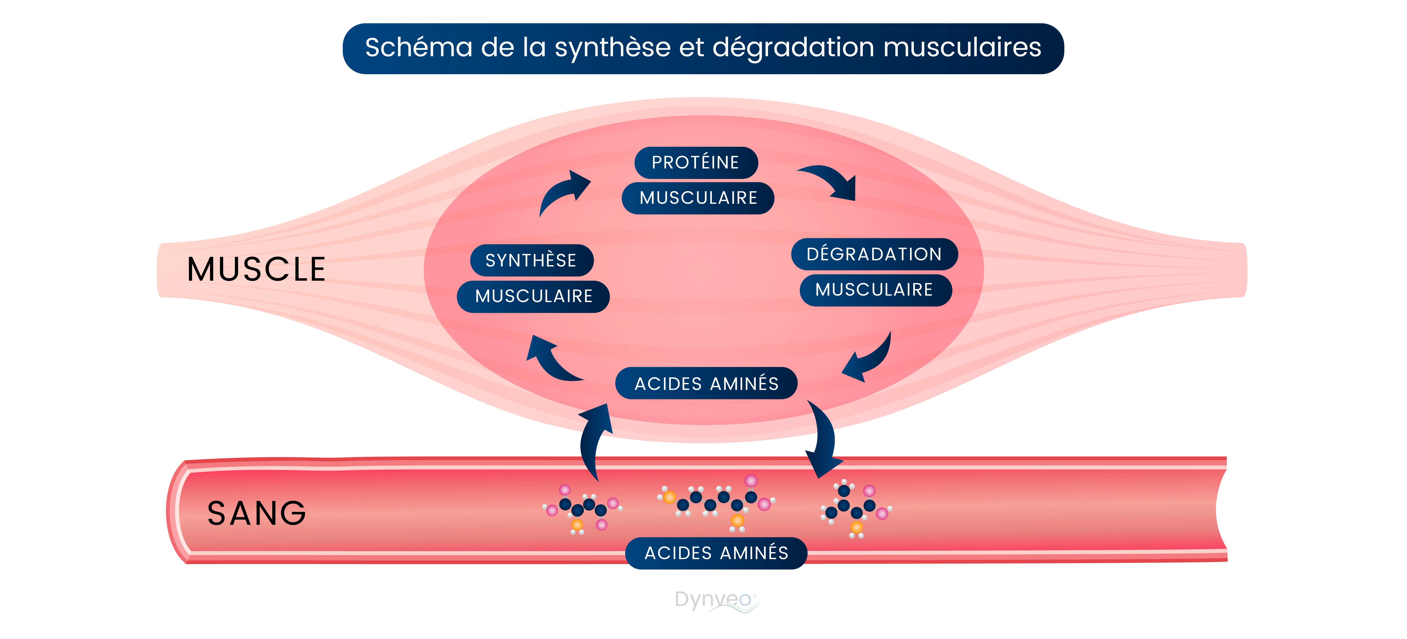 Schéma synthèse et dégradation musculaire