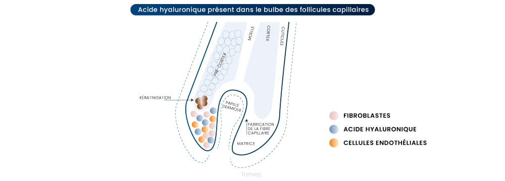 schéma acide hyaluronique cheveux