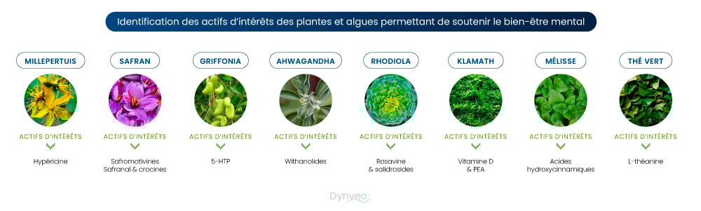antidepresseur plante