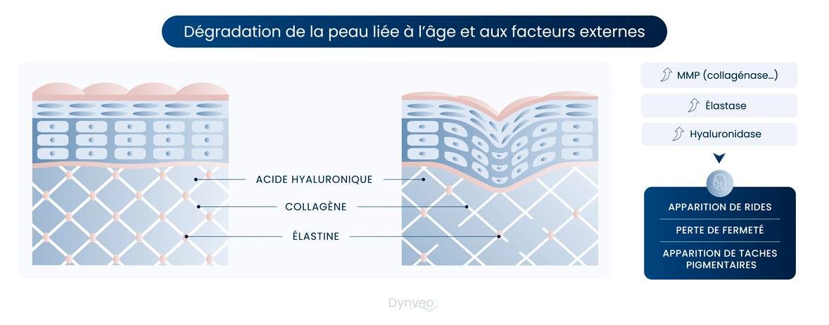 dégradation de la peau