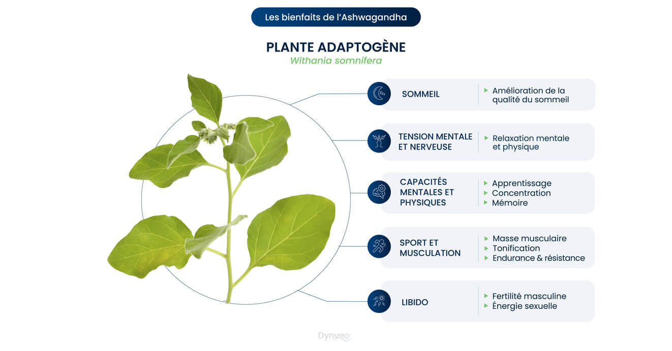 Bienfaits ashwagandha 