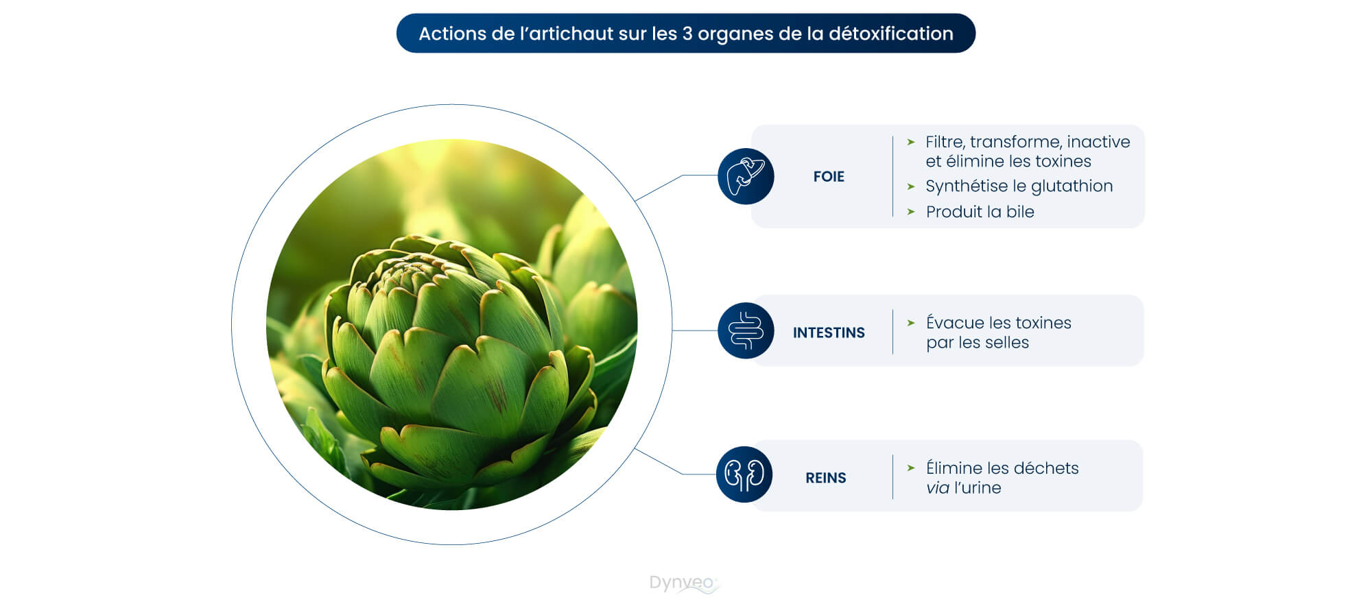 artichaut detox
