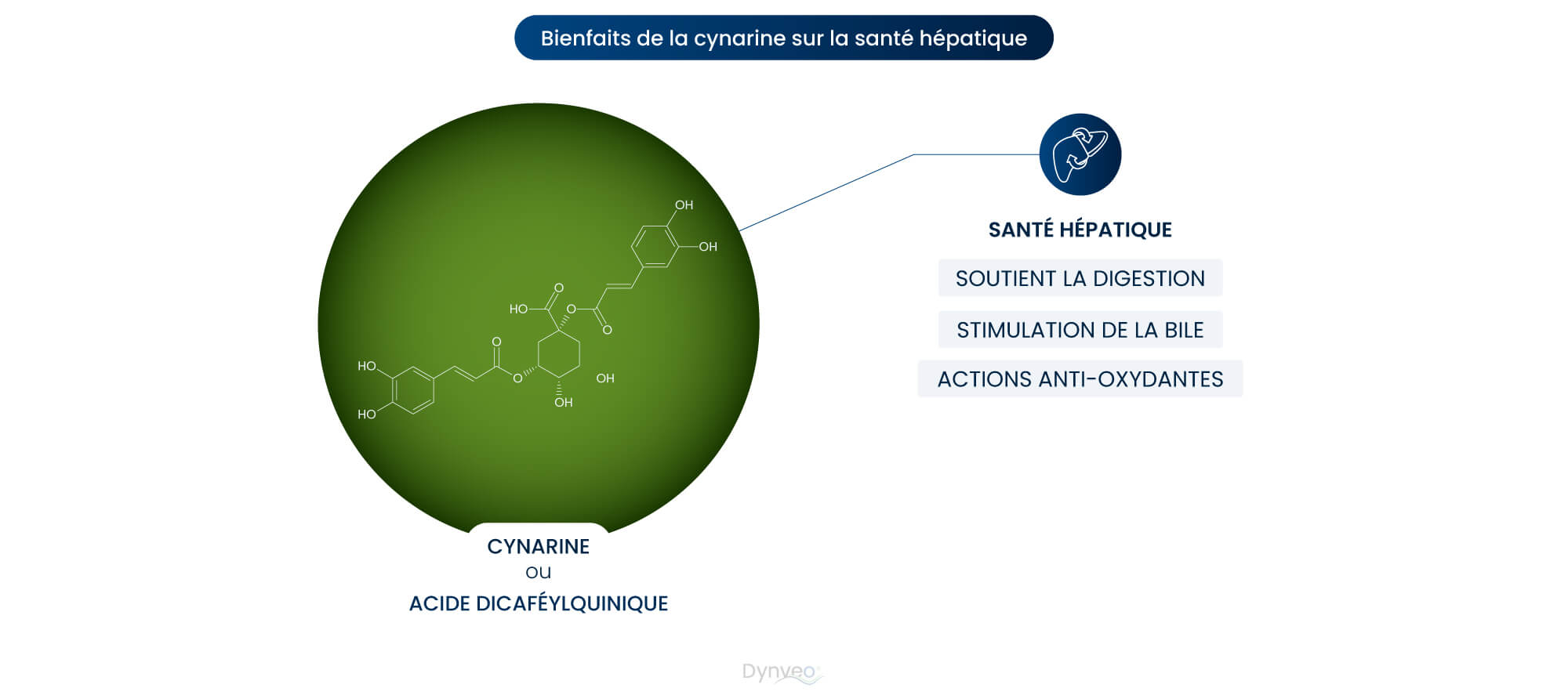 artichaut santé