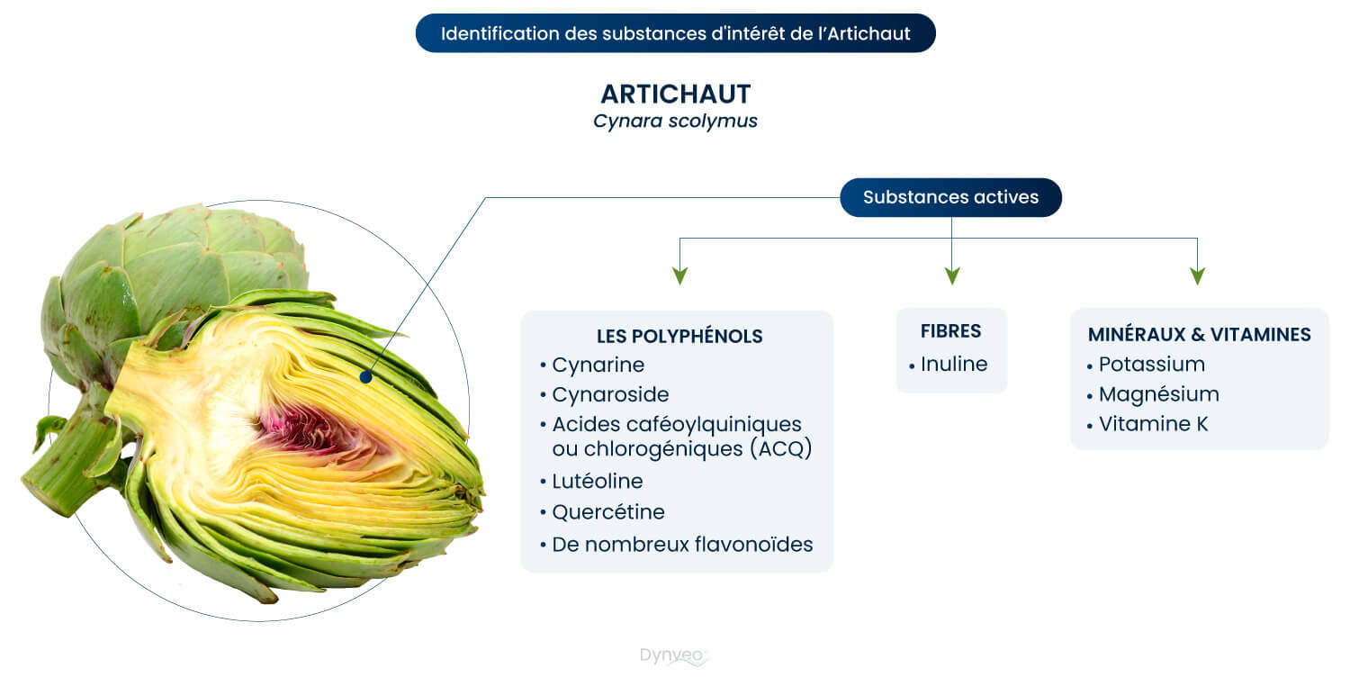 polyphenol artichaut