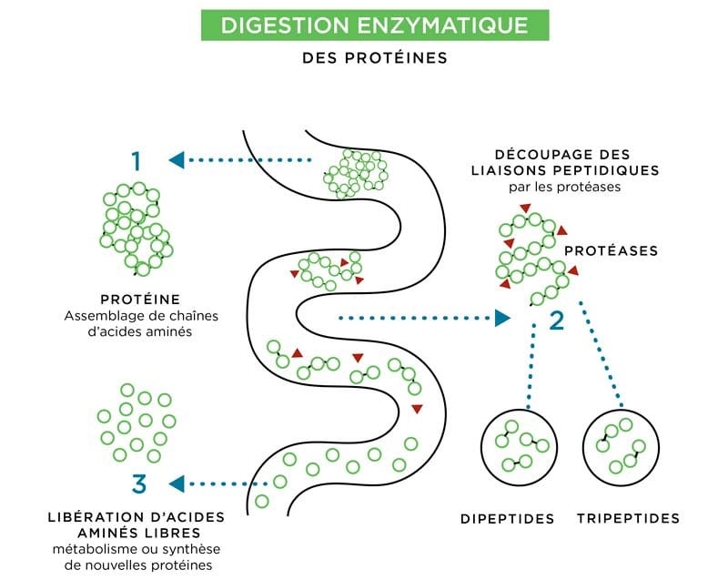 Schéma de la digestion enzymatique des protéines par la bromélaine Schéma de la digestion enzymatique des protéines par la bromélaine