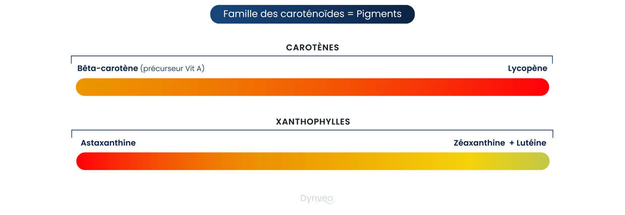 famille carotenoides
