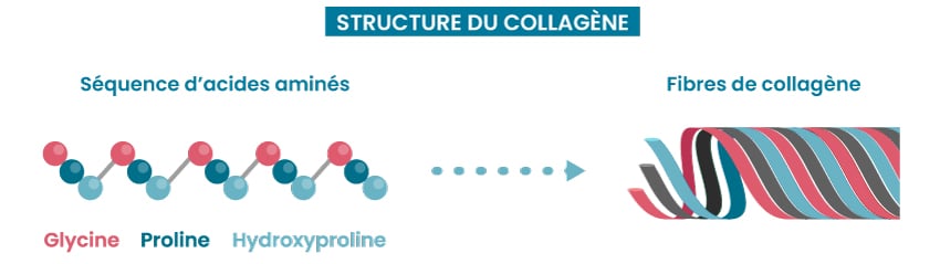 Structure du collagène Structure du collagène