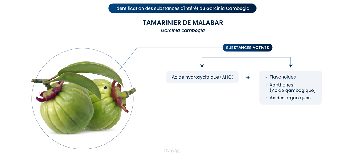tamarinier de malabar
