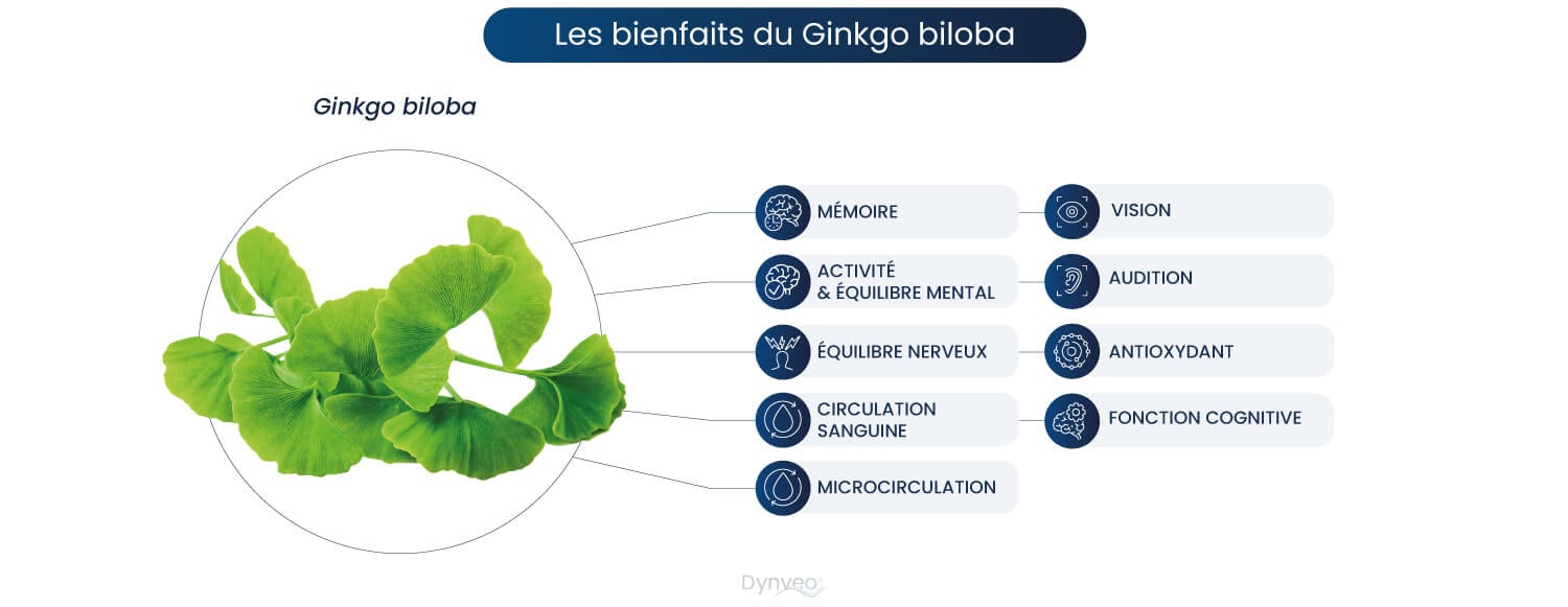 Les bienfaits du ginkgo biloba