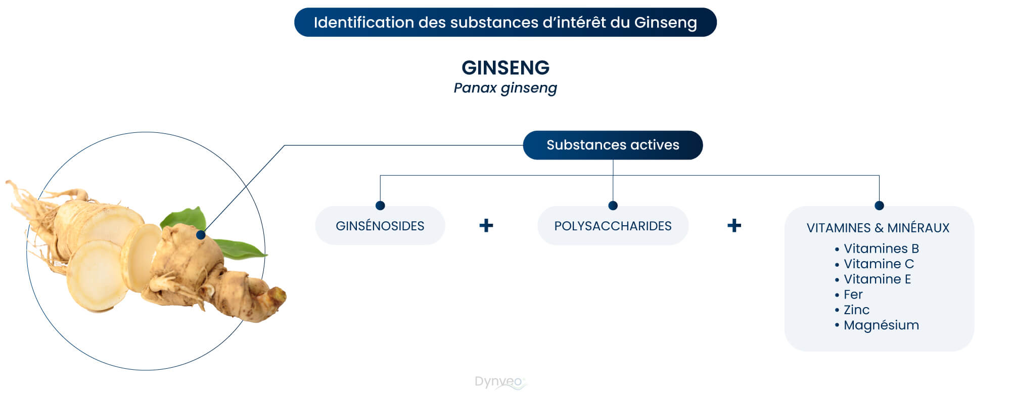 schema substances actives ginseng