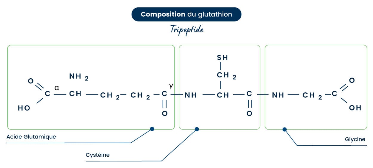 composition du Glutathion composition du Glutathion