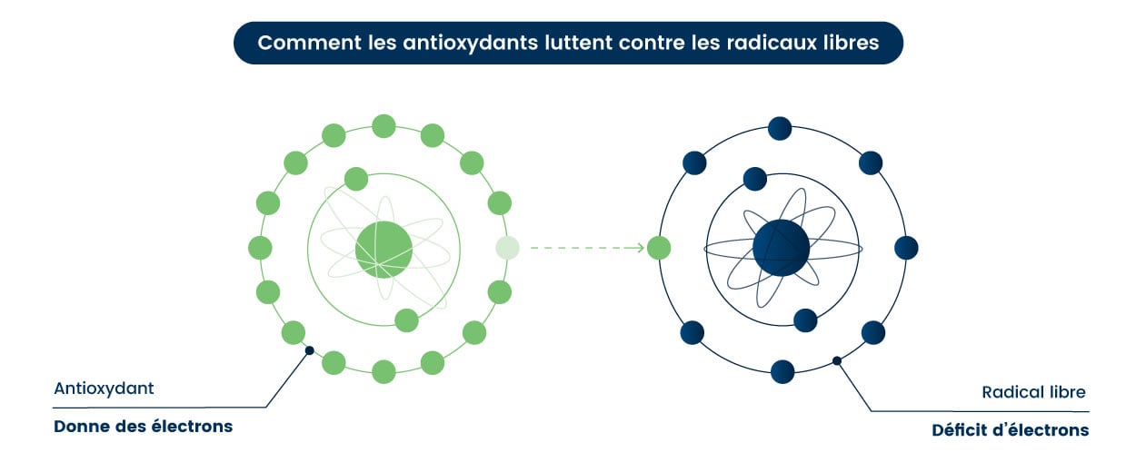 Comment les antioxydants luttent contre les radicaux libres Comment les antioxydants luttent contre les radicaux libres