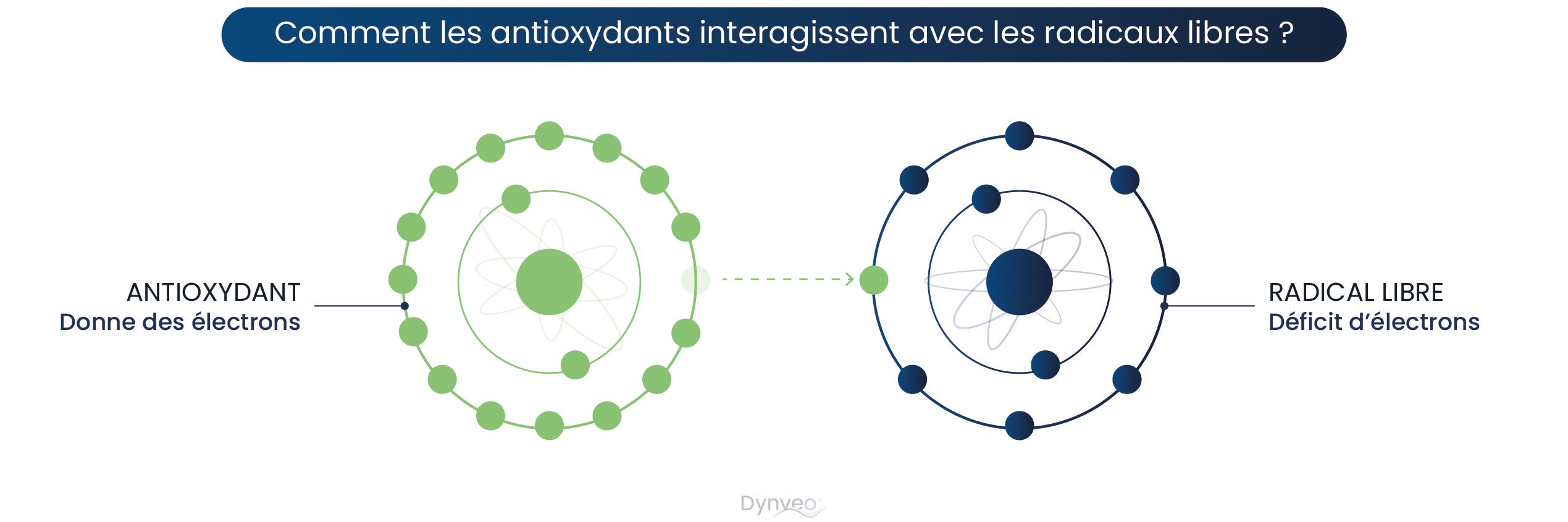 Comment les antioxydants luttent contre les radicaux libres