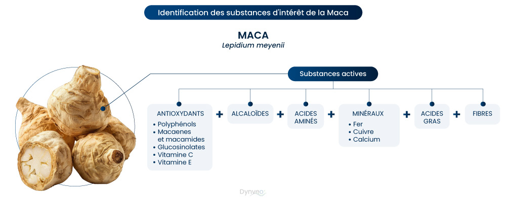 bienfaits maca.
