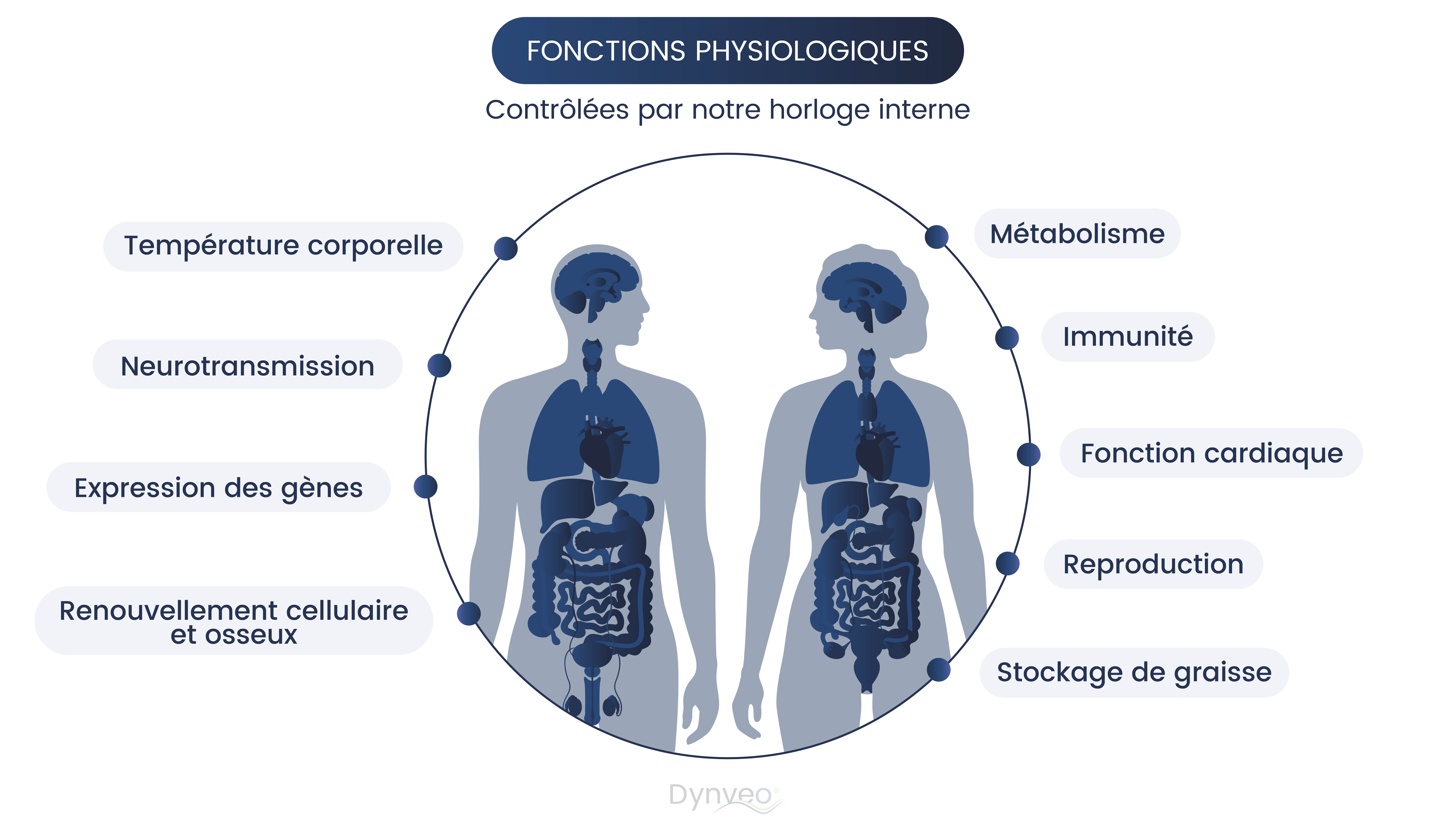 Fonctions biologiques et rythme circadien