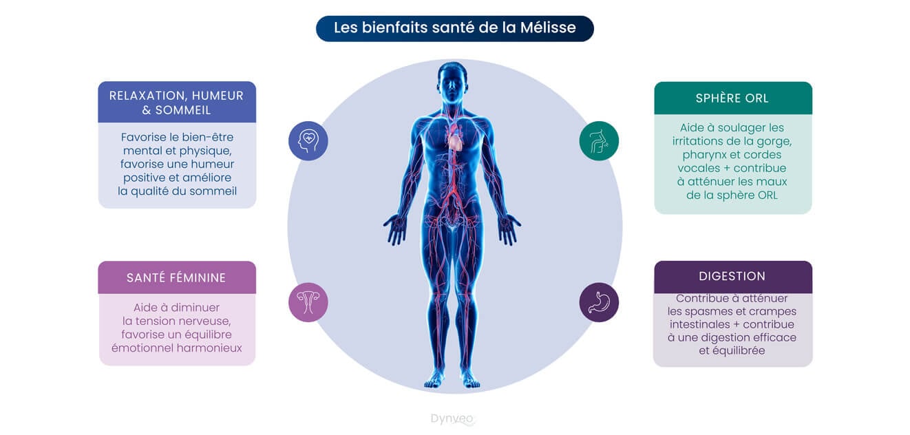 Bienfaits sante melisse