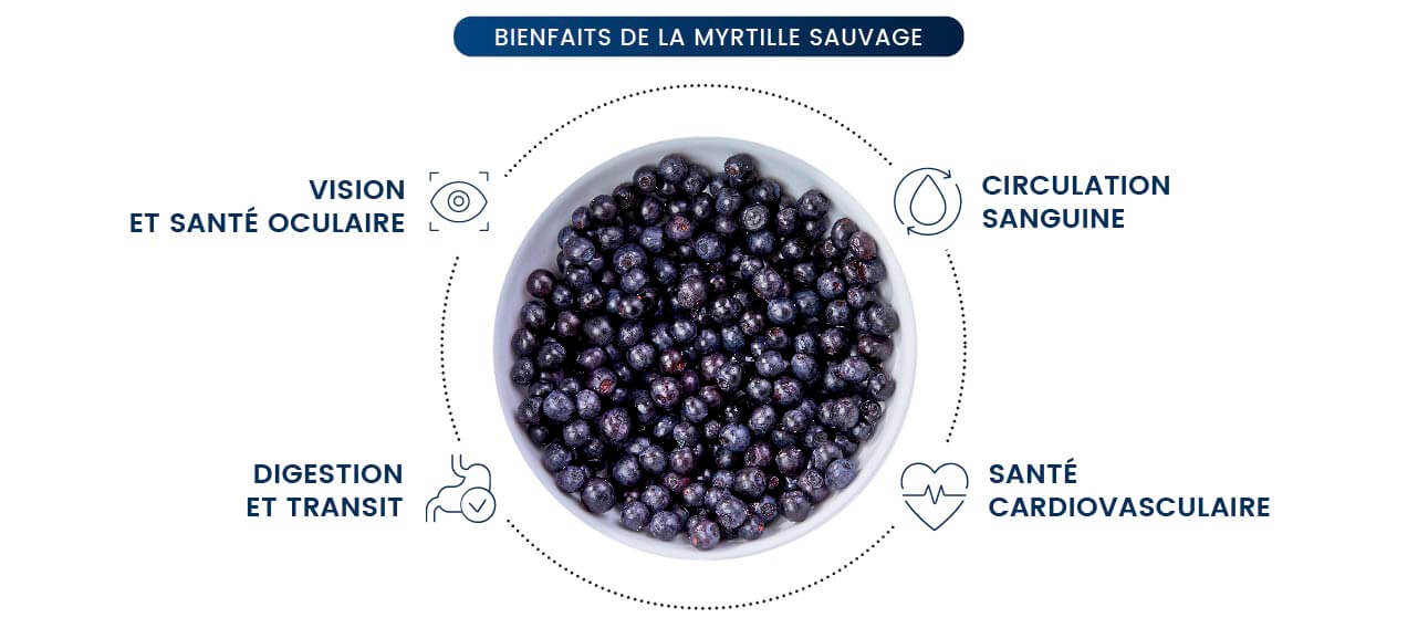 Myrtille sauvage : Bienfaits, propriétés et contre-indications