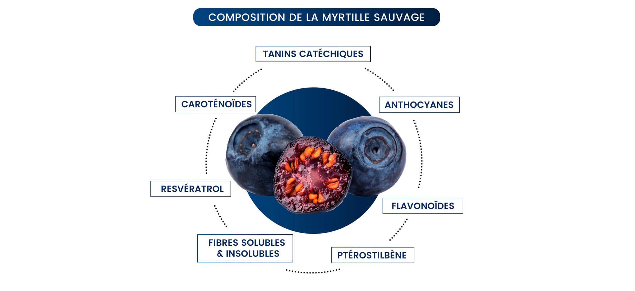 Myrtille sauvage et myrtille bluet : quelle différence ?