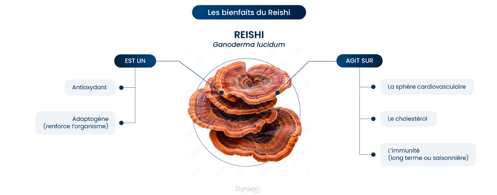 schéma bienfaits dureishi.