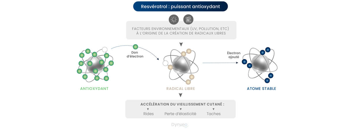 resveratrol antioxydant.