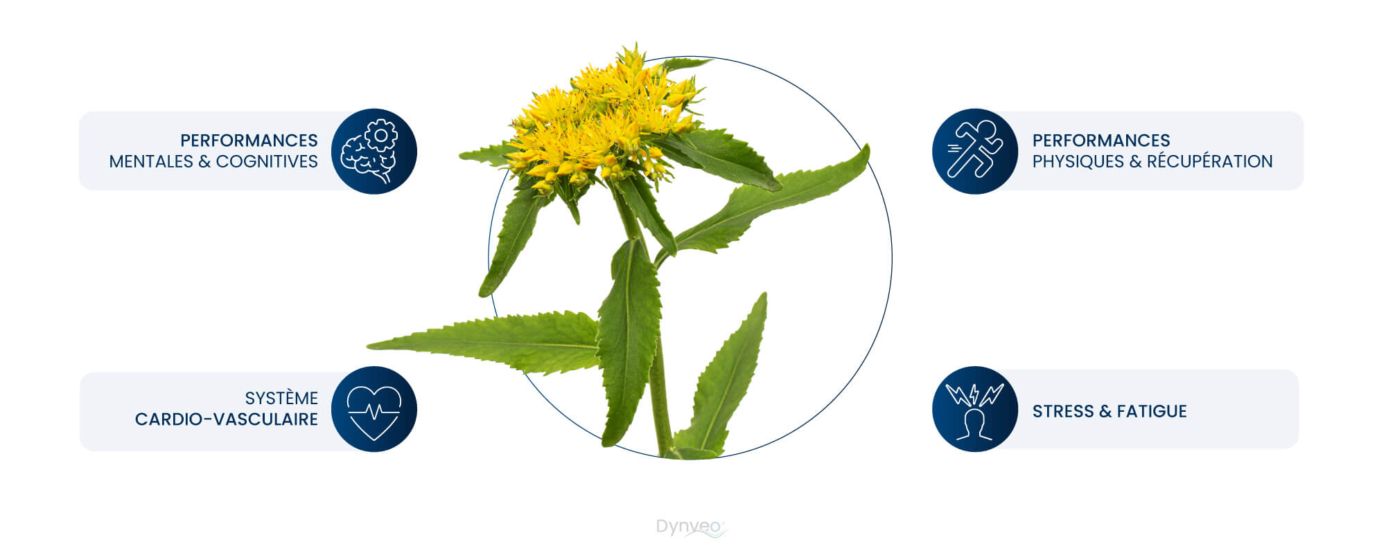 Les bienfaits de la rhodiola