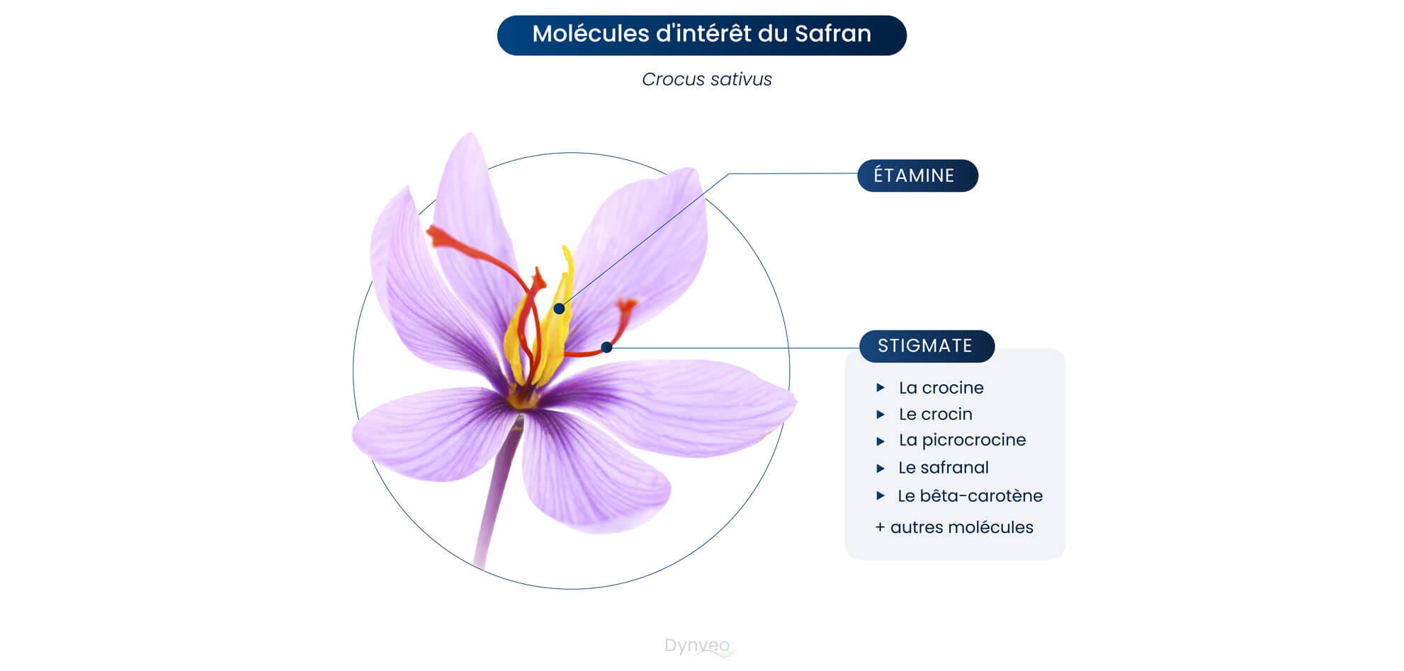 Safran fleur