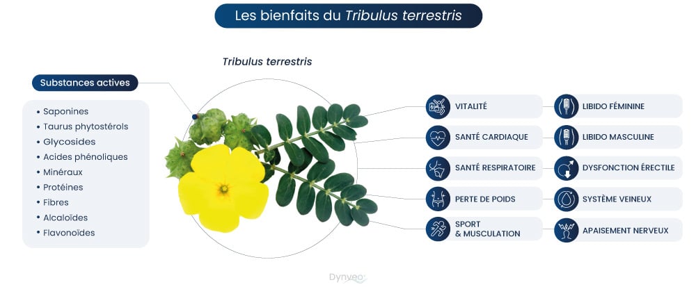 schema bienfaits du tribulus