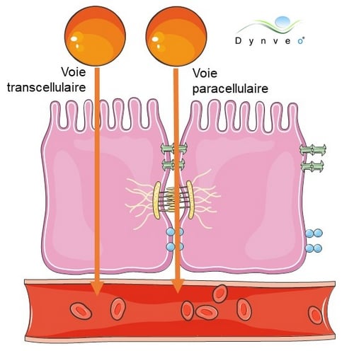 Le principe actif traverse la barrière gastro-intestinale par voie transcellulaire ou paracellulaire Le principe actif traverse la barrière gastro-intestinale par voie transcellulaire ou paracellulaire