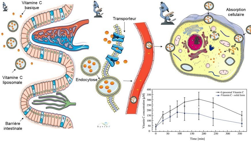 Absorption intestinale de la vitamine c liposomale Absorption intestinale de la vitamine c liposomale
