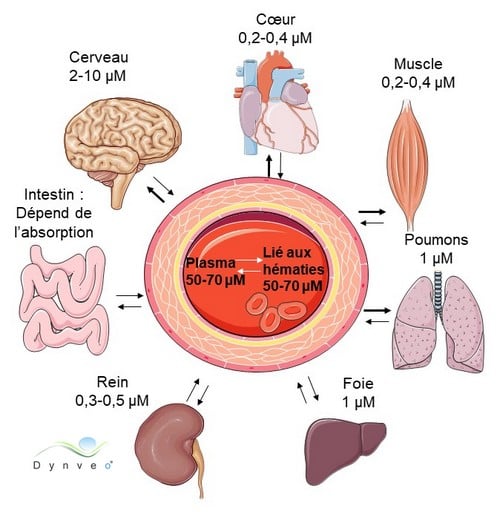 Distribution de la vitamine c dans les tissus de l'organisme Distribution de la vitamine c dans les tissus de l'organisme