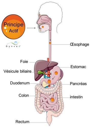 Le principe actif pris par voie orale transite dans le système digestif