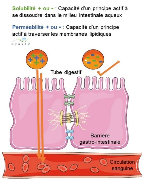 Caractéristiques de solubilité et de perméabilité du principe actif Caractéristiques de solubilité et de perméabilité du principe actif