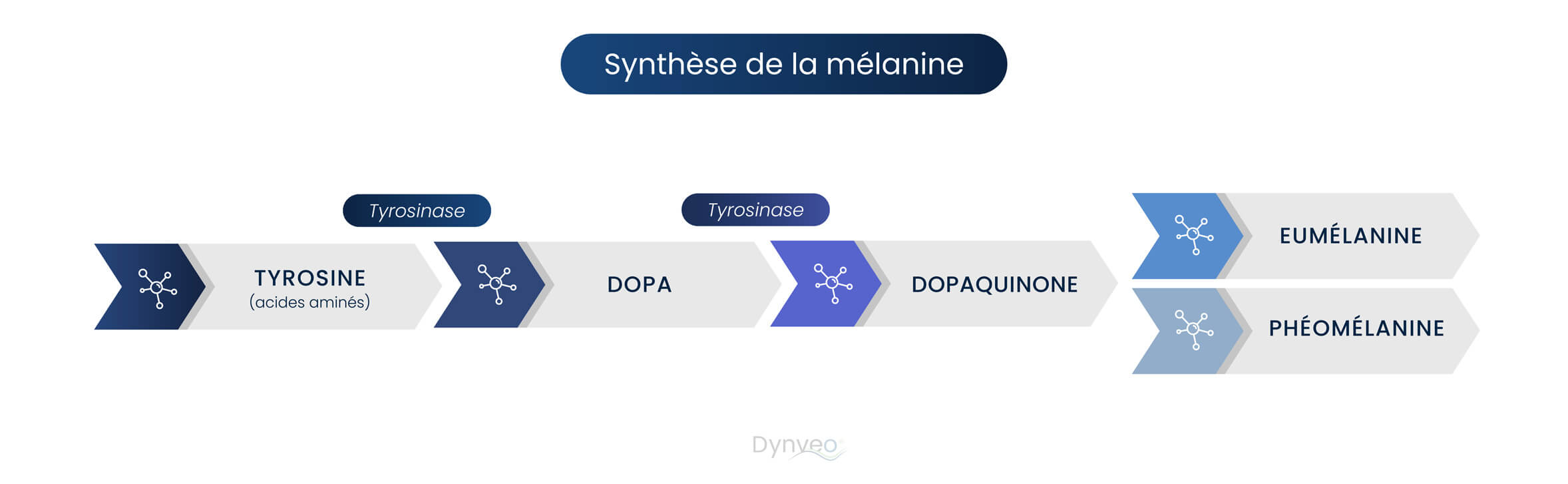 synthese de la melanine.