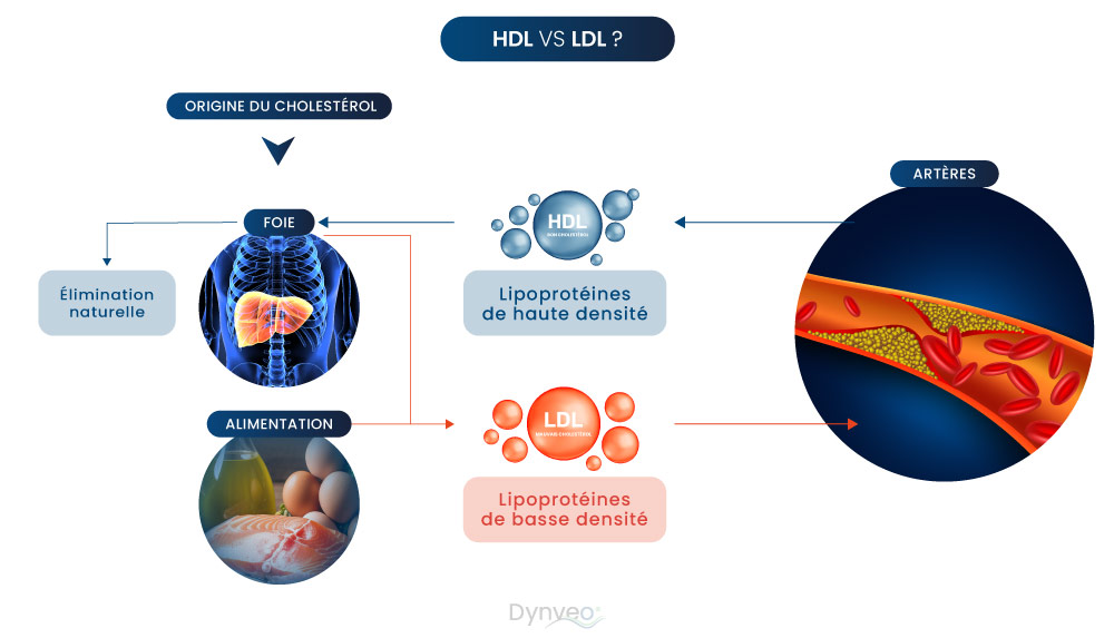 Cholestérol : Causes, origines et conséquences sur la santé