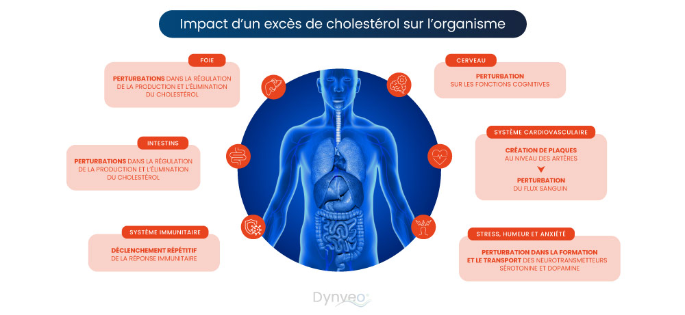 impact cholesterol sur l'organisme