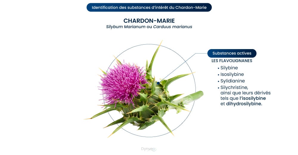 fleur du Chardon Marie