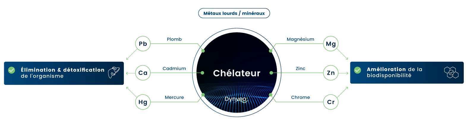 Les mécanismes d'action de la chélation Les mécanismes d'action de la chélation