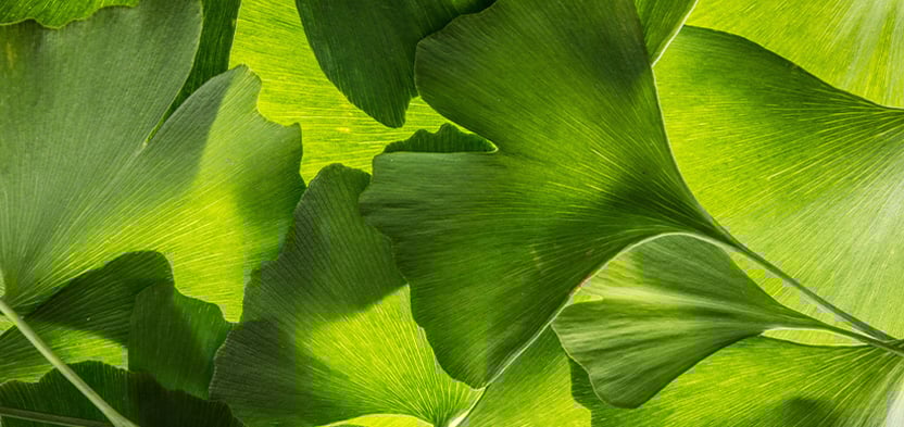 Feuilles de Ginkgo Biloba Feuilles de Ginkgo Biloba