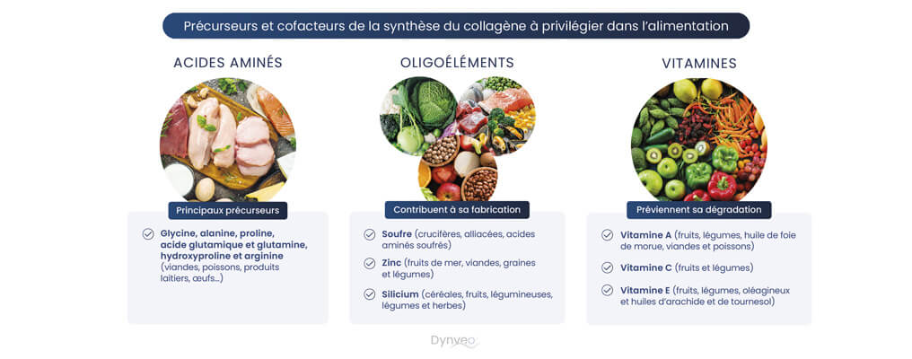 synthése du collagene