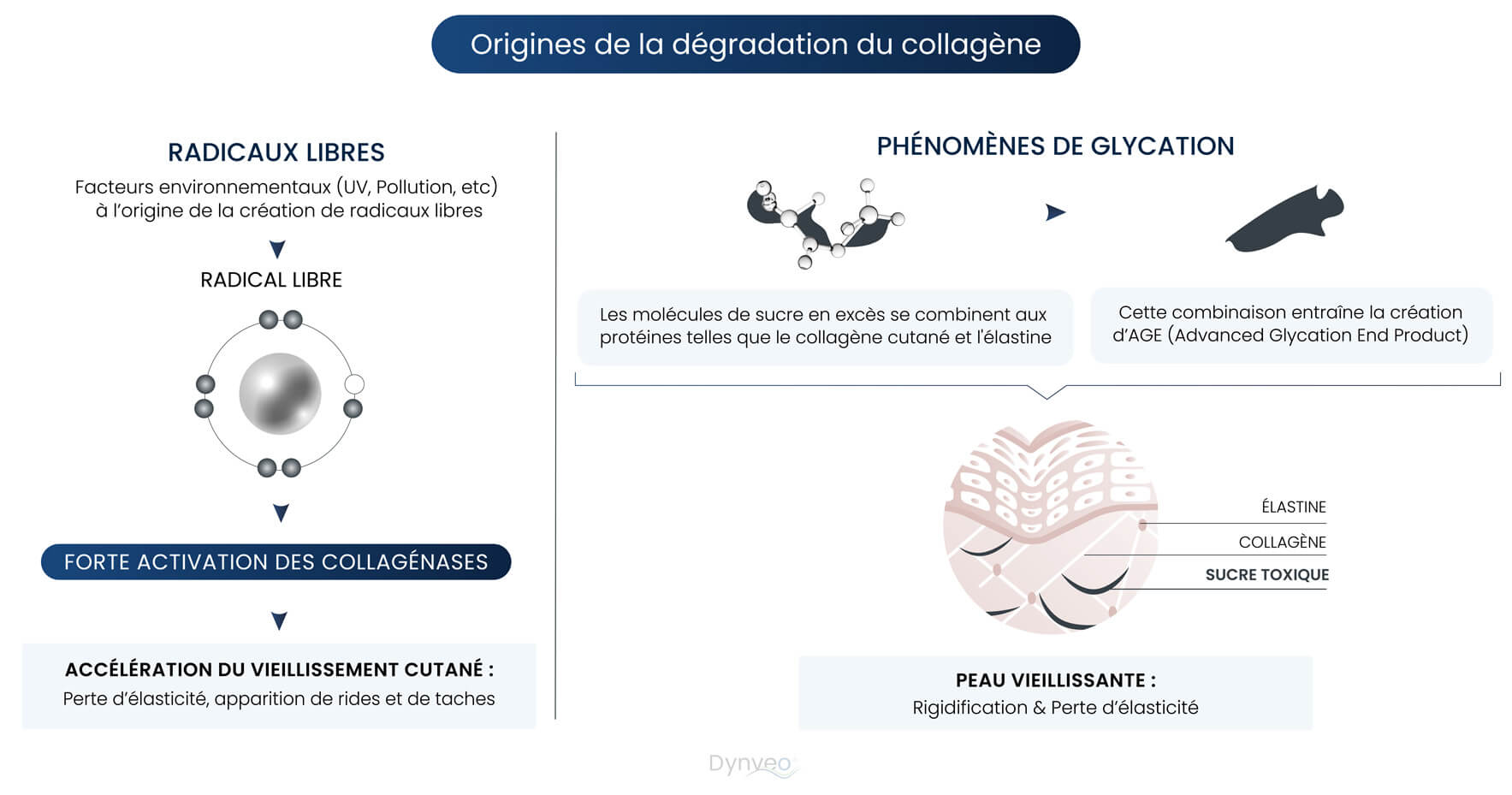 dégradation du collagene.