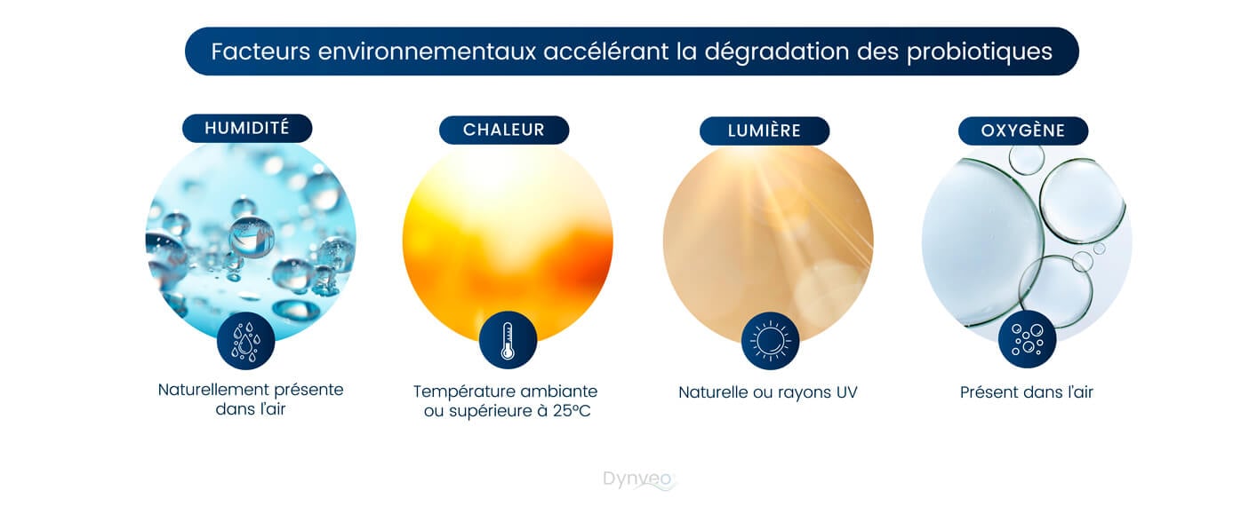 dégradation probiotiques