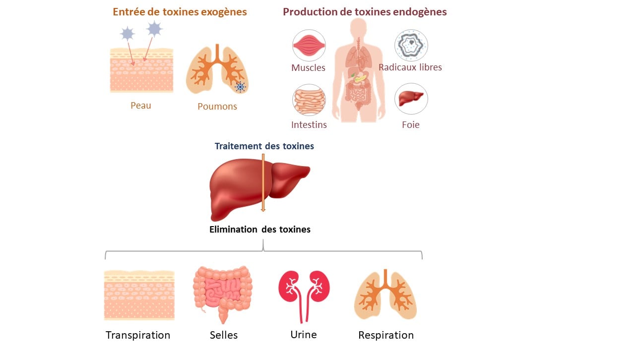 Processus de détoxification de l'organisme