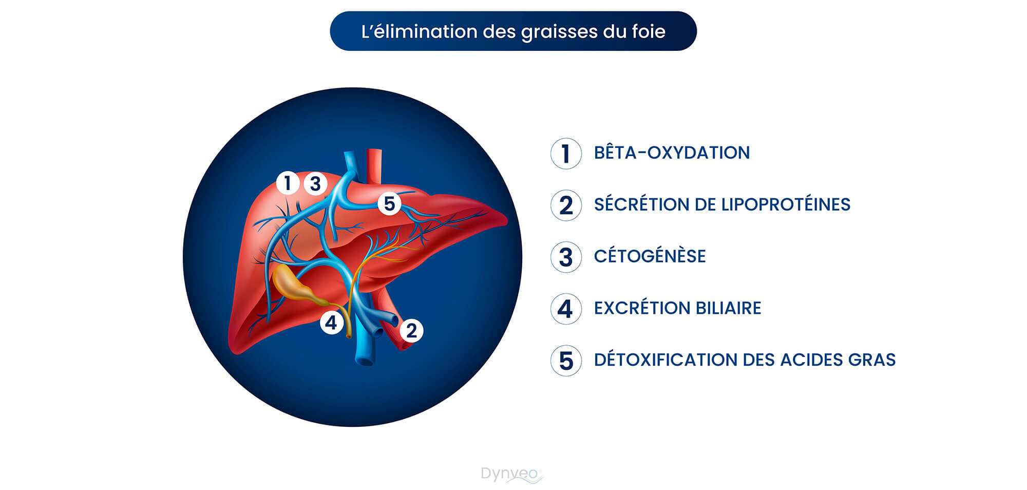 elimination des graisses du foie