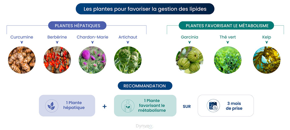 plante gestion des lipides