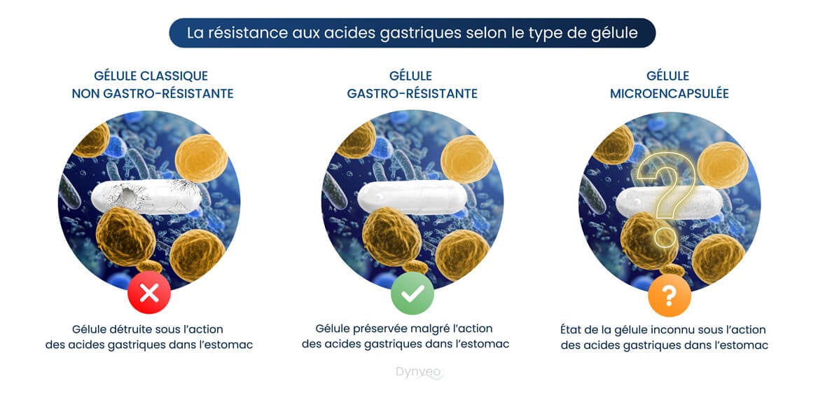 meilleurs probiotiques schéma