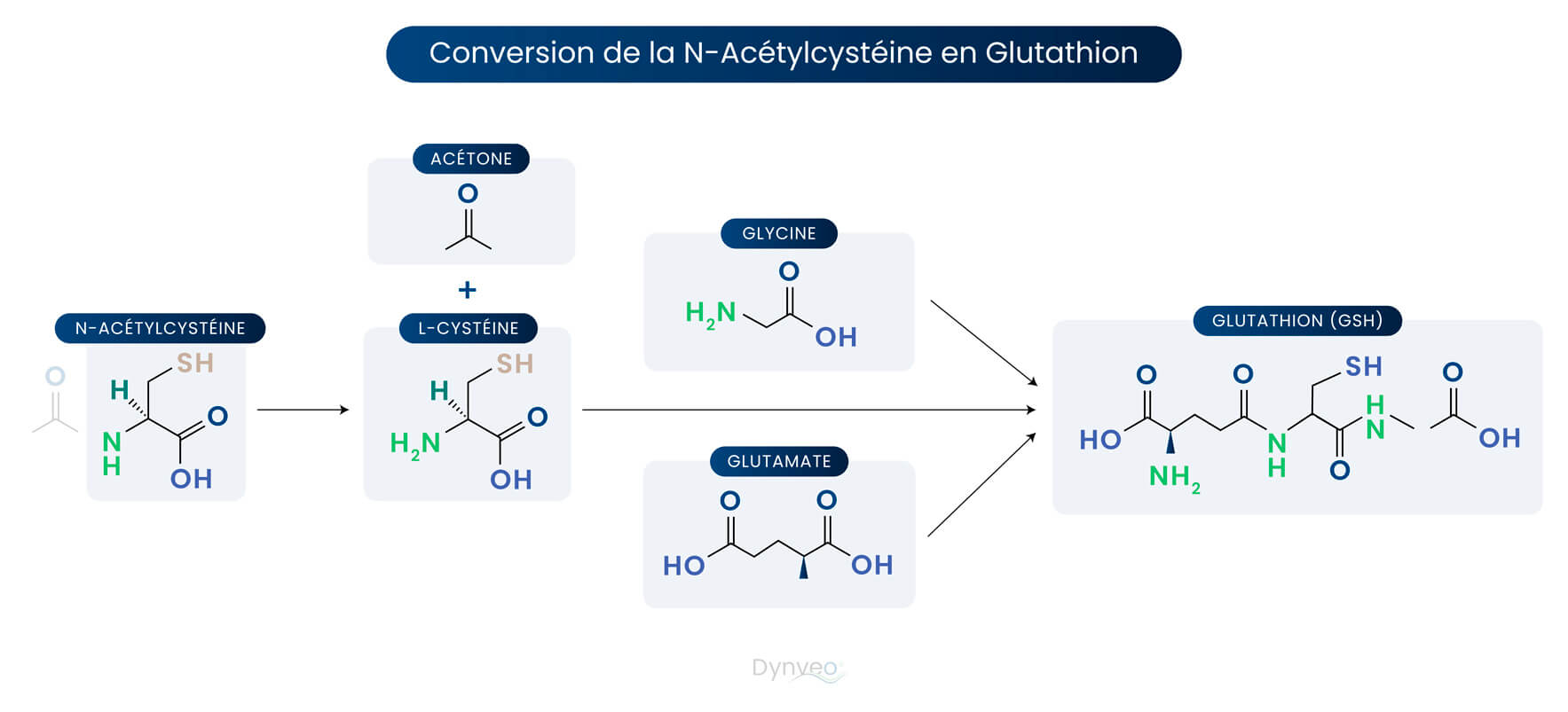 n-acetylcysteine et glutathion.