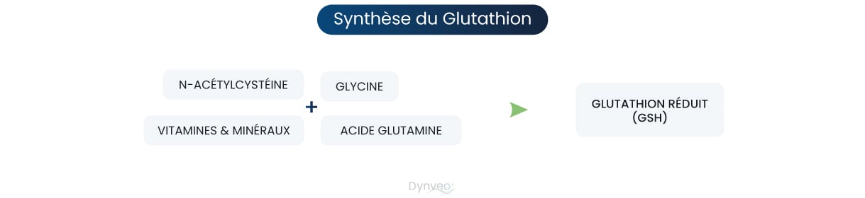 schéma synthese du glutathion