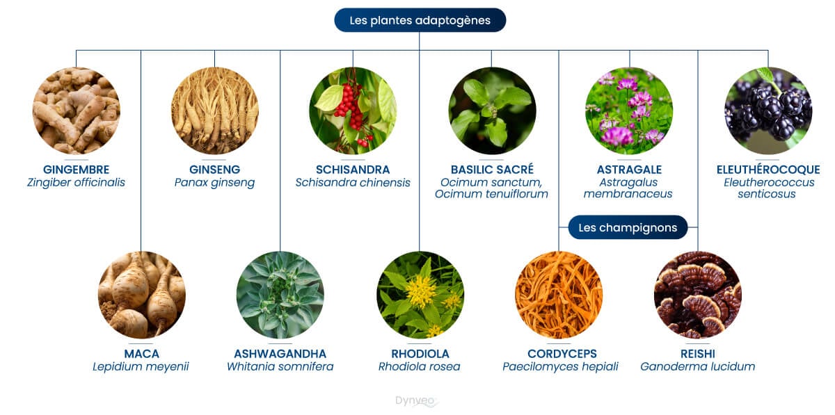 plantes adaptogenes liste